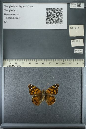 Media type: image;   Entomology 181647